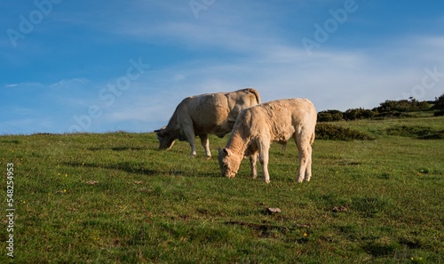 Cows grazing in Matagalls mountain photo