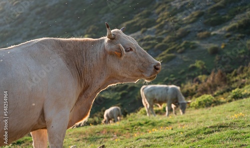 Cows grazing in Matagalls mountain photo