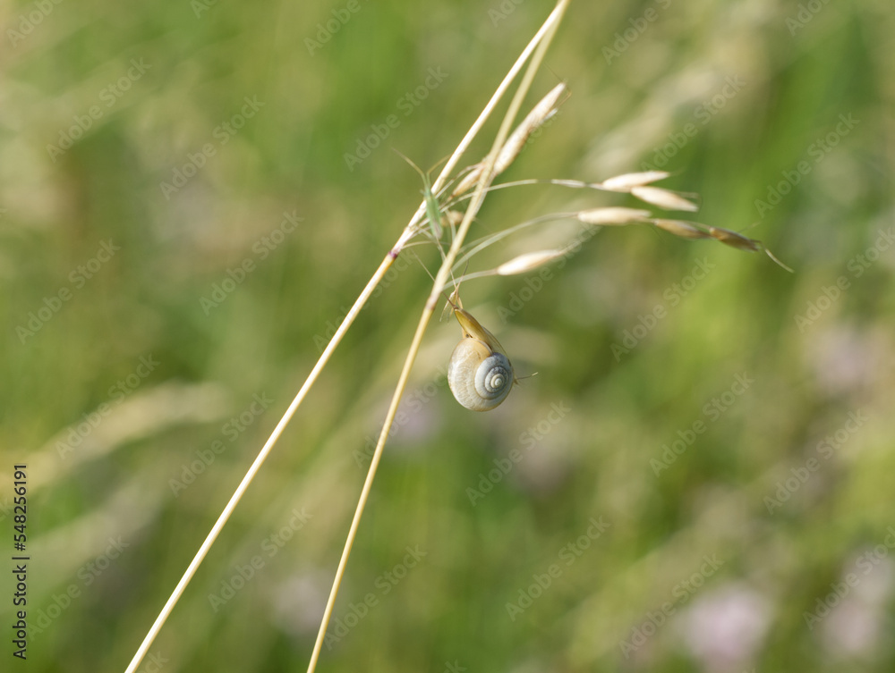 Creamy shell of land snail on green blade of grass on green background. Wildlife green background. Shell hang on green grass stem. Macro of mollusc. Summer meadow. Snail closeup. Shell whorls. Creamy shell of land snail on green blade of grass on green background. Wildlife green background. Shell hang on green grass stem. Macro of mollusc. Summer meadow. Snail closeup. Shell whorls.
