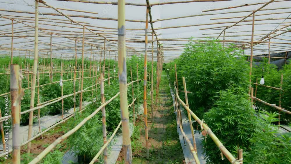 Cannabis plants in a marijuana farm indoor. Cannabis plants in a marijuana farm indoor.