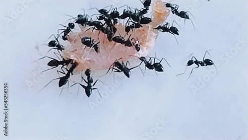Ants insect eating their food an eusocial insects of the family Formicidae Camponotus compressus ground-nesting ant macro footage video clip photo