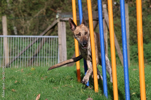 Foto dog in slalom