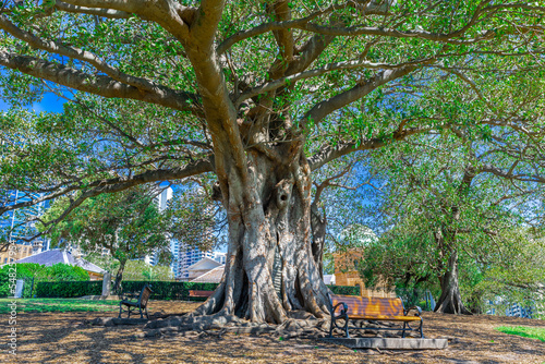 Canvas Print Beautiful park on a Hill overlooking Sydney Harbour, Sydney CBD, the Rocks and Darling Harbour