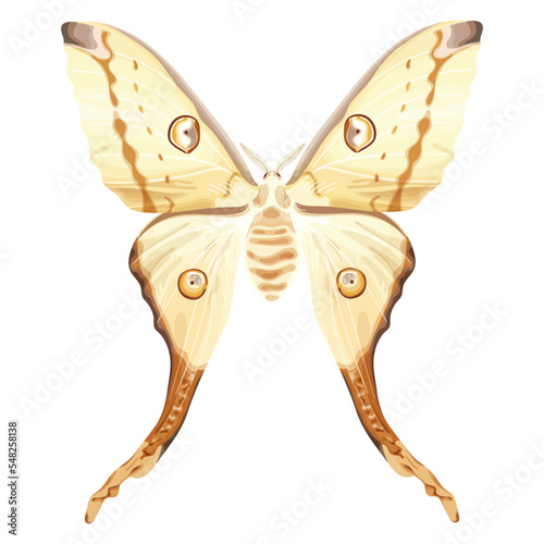 Indian Moon Moth. White exotic butterfly. Tropical insect. The moth is a mystical symbol and talisman. Stock vector illustration isolated on white background.