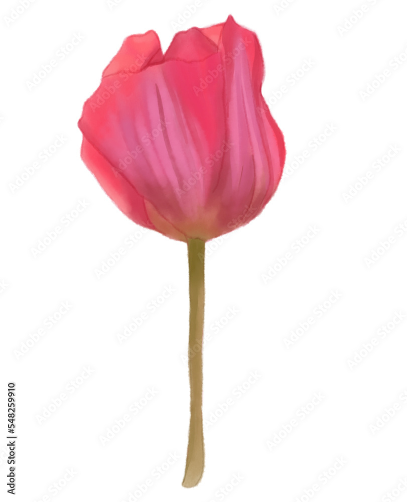 pink tulip watercolor