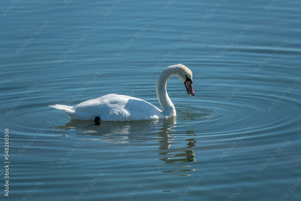 elegant white mute swan in clear blue water with reflection
elegant white mute swan in clear blue water with reflection
