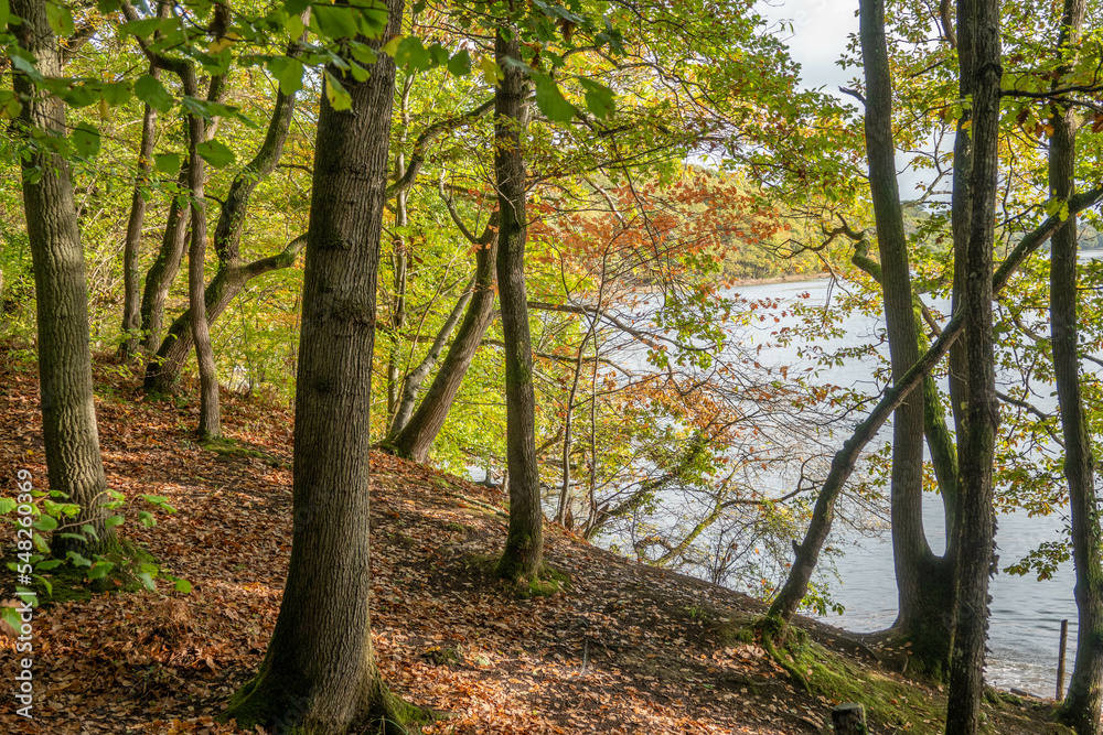Fototapeta premium footpath though trees in Autumn with The River Hamble Hampshire England in the background