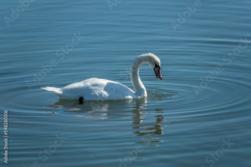 elegant white mute swan in clear blue water with reflection  