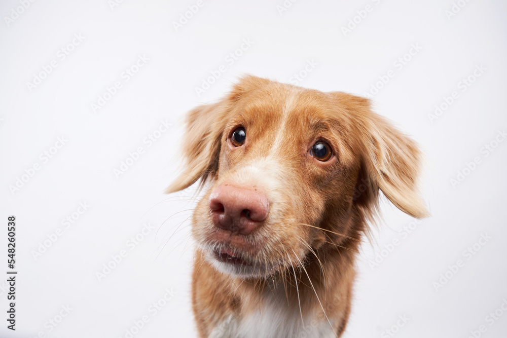 Nova Scotia duck tolling retriever on white background. Charming Dog in the studio. funny toller 