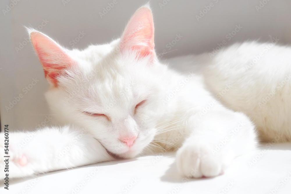 White purebred cat sleeps on white windowsill in rays of sun. Japanese Bobtail cat lies on white surface and closed her eyes. Clean and neat cat rests in cozy and warm place.