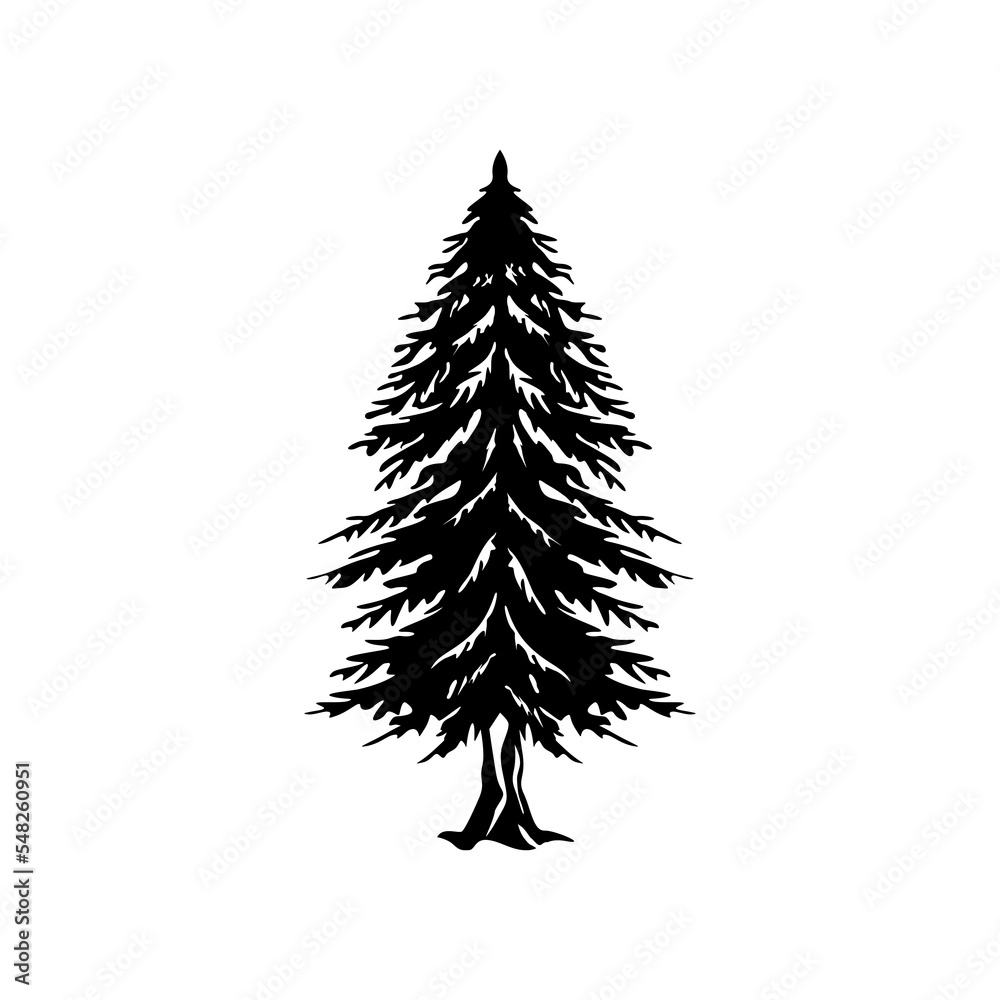 This picture is showing Pine Cone of Redwood tree's branch with leaves &  flower this is also known as Sequoia Sempervirens, vintage line drawing or  en Stock Vector Image & Art -
