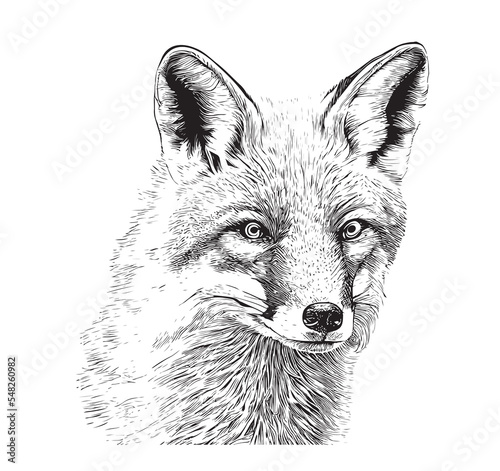 Canvas Print Fox portrait hand drawn sketch Wild animals Vector illustration