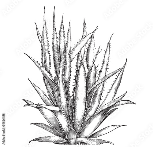Scarlet plant aloe hand drawn sketch Vector illustration.
