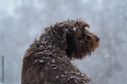 a portrait of a dog, a pudelpointer, at a snowy winter day , snowflakes on the dog nose photo