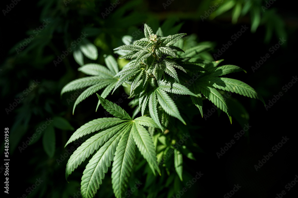 Plant of marijuana for medical use. Close up of cannabis buds