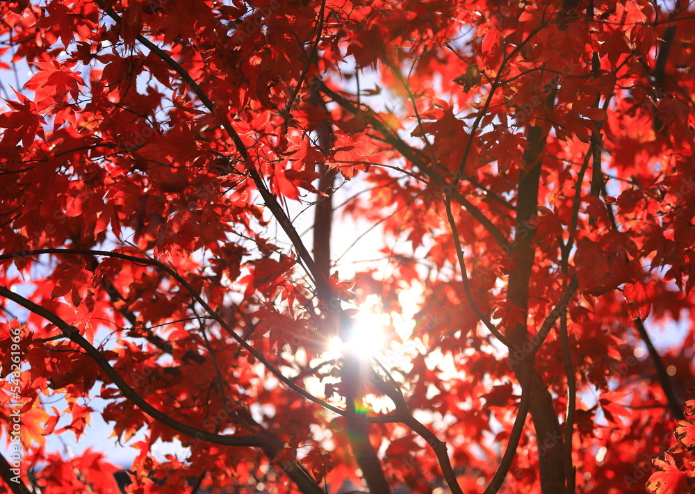 Roter Ahorn im Herbst im Licht der Sonne
