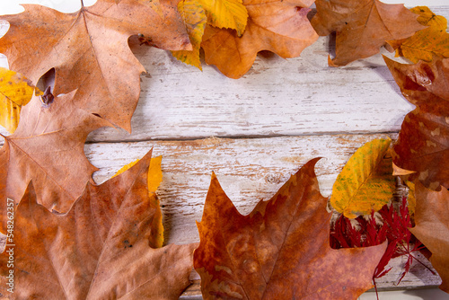 autumn leaves on white wood background