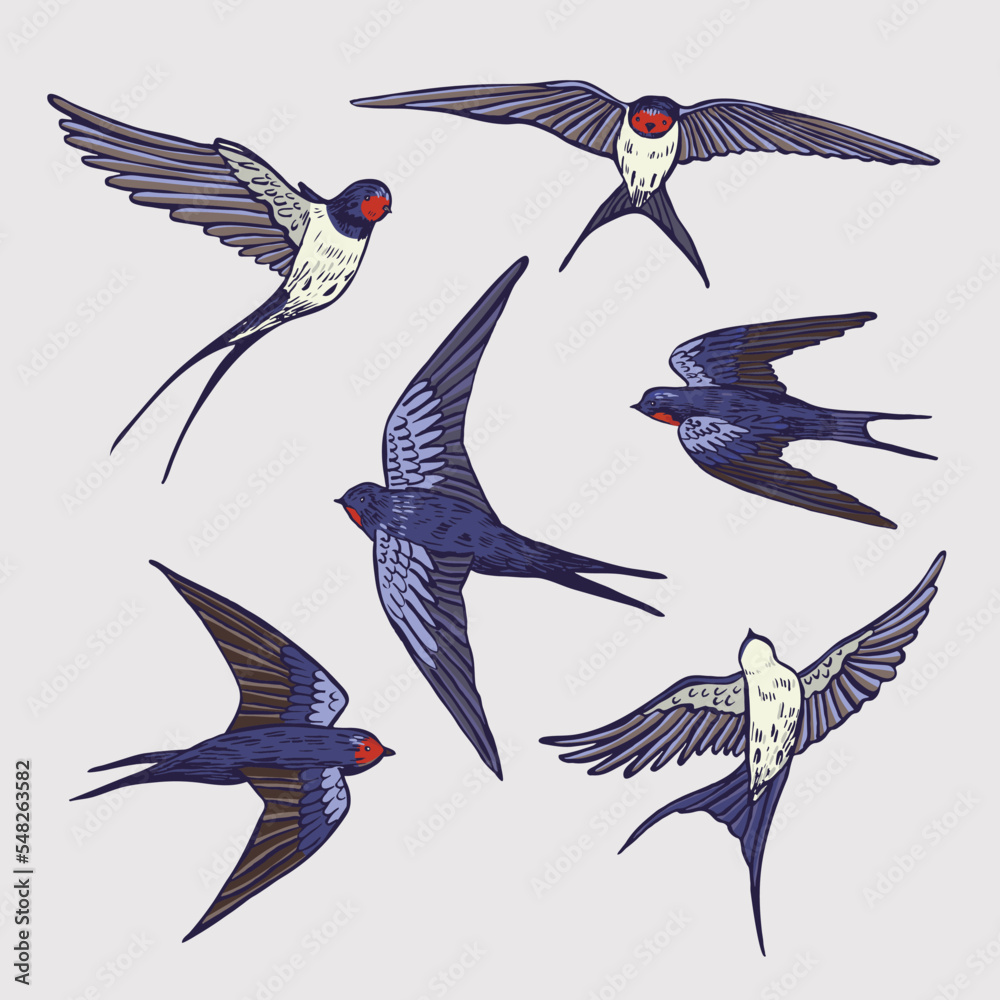 Obraz premium Swallow bird vector illustartions set.