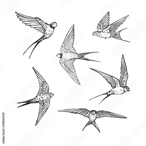 Swallow bird vector line graphic illustartions set.