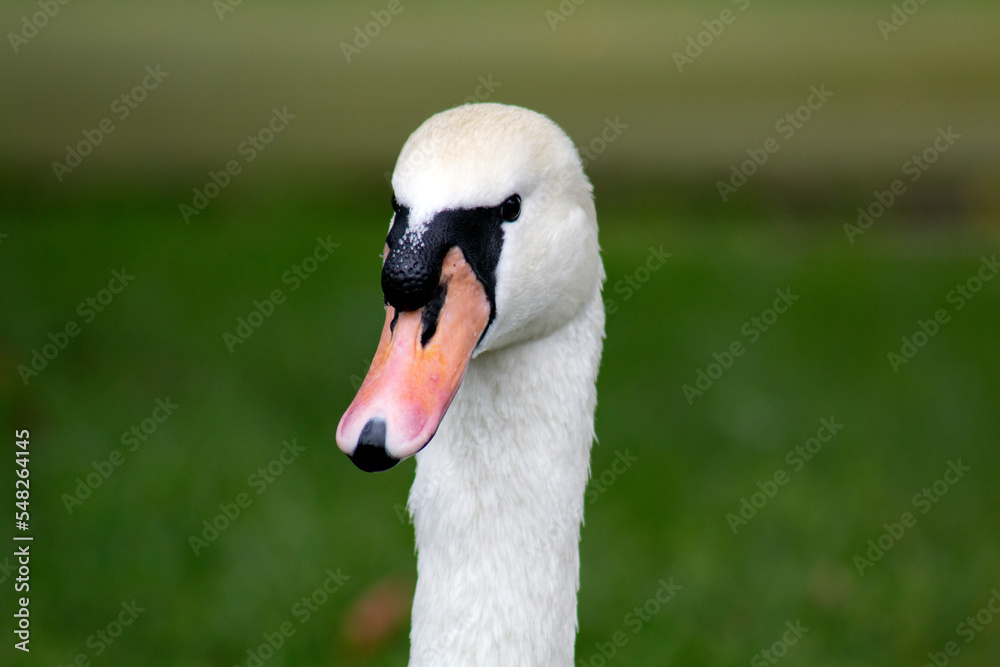 Portrait of a white swan.. Graceful birds in the wild. Portrait of a white swan.. Graceful birds in the wild.
