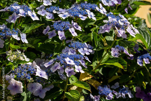 Hydrangea serrata blue photo