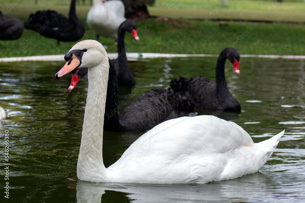 Fototapeta premium White and black swans in the wild. Bird watching.