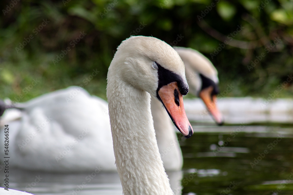 Fototapeta premium Portrait of a white swan.. Graceful birds in the wild.