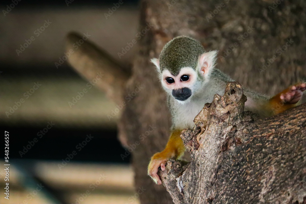 Fototapeta premium Monkey, long tail in tropic forest. Squirrel monkey, Saimiri oerstedii, sitting on the tree trunk