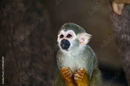 Monkey, long tail in tropic forest. Squirrel monkey, Saimiri oerstedii, sitting on the tree trunk photo