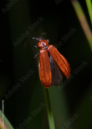 Net-winged beetle, Lycidae, sitting on a plant photo