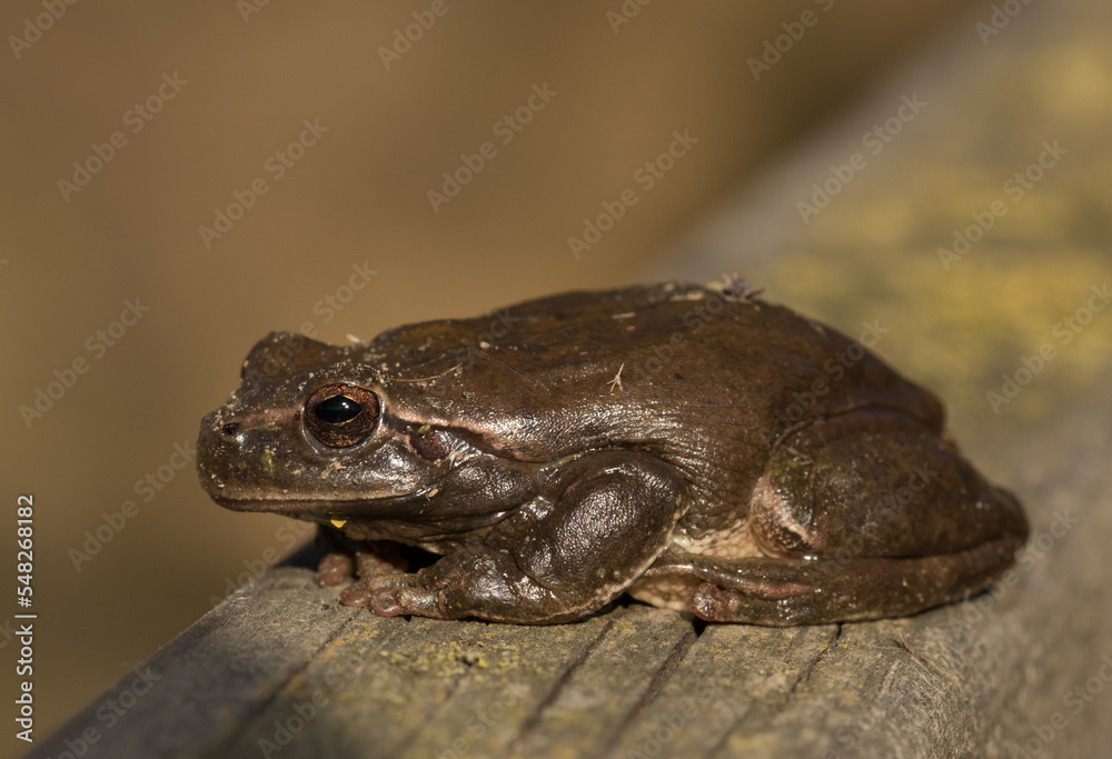 Fototapeta premium mediterranean tree frog