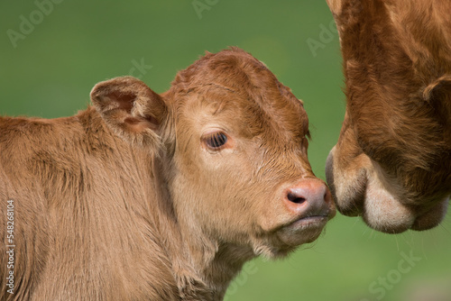 cow and calf © David
