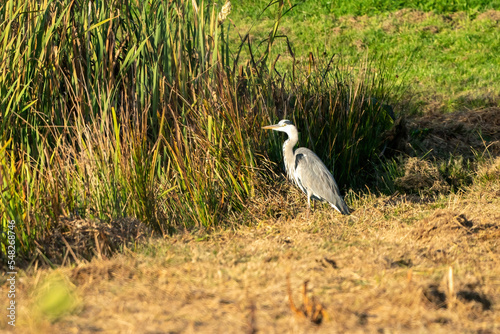 Obraz na płótnie Great blue heron on a sunny morning at the water's edge. Reeds form the background. one animal, landscape w salonie