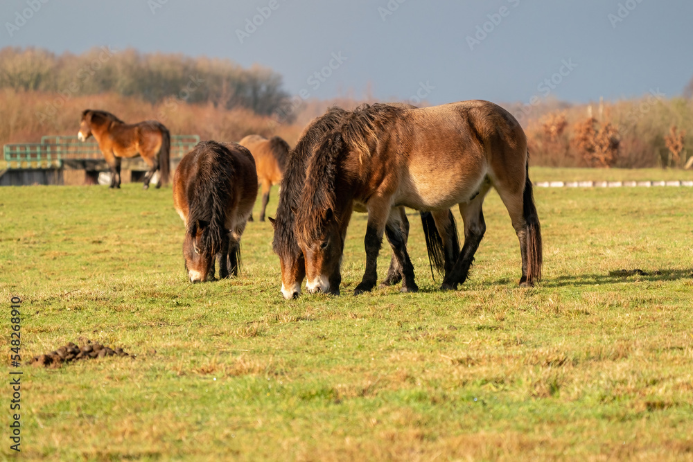 A herd of wild Exmoor ponies, against a blue sky in a nature reserve in Fochteloo, The Netherlands. Selective focus, food, blue, sun.