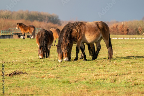 Obraz na płótnie A herd of wild Exmoor ponies, against a blue sky in a nature reserve in Fochteloo, The Netherlands. Selective focus, food, blue, sun. w salonie