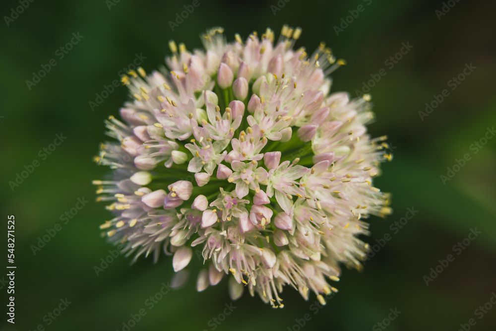 Large white edible onion flower on a dark background Large white edible onion flower on a dark background