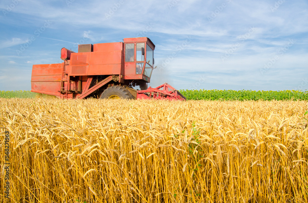 Fototapeta premium Harvester combine harvesting wheat on a sunny summer day 