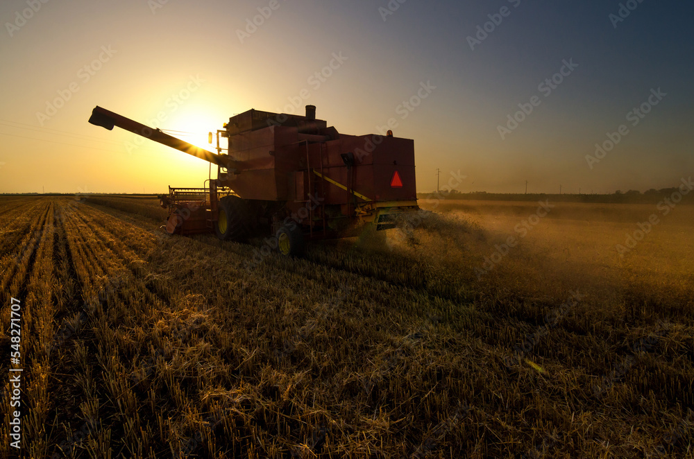 Naklejka premium Harvester combine harvesting wheat on a sunny summer day 