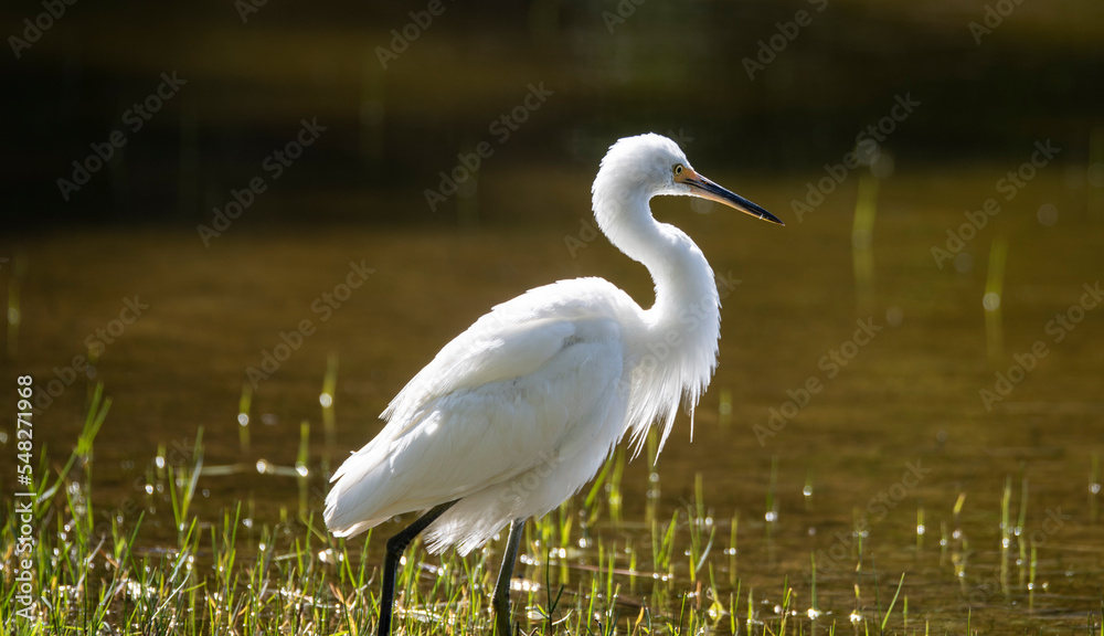 Fototapeta premium Australian Little Egret (,Egretta garzetta) at Lake Joondalup, Edgewater, Western Australia