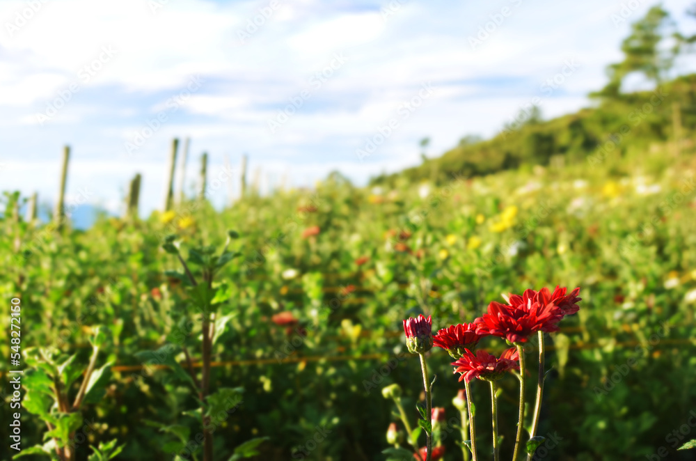 flowers, red, field, green, nature, background, landscape, view, pretty flowers, red, field, green, nature, background, landscape, view, pretty