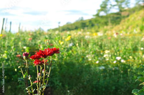 flowers, red, field, green, nature, background, landscape, view, pretty