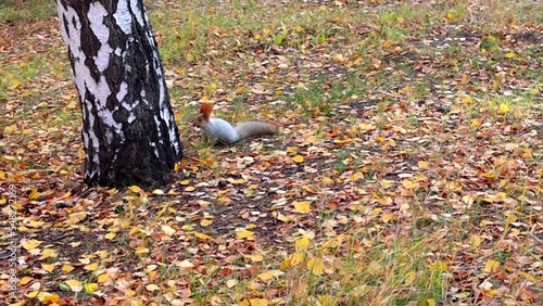 The squirrel runs in the natural environment in the fall.