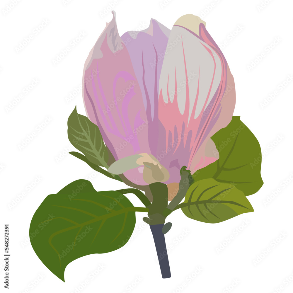 Fototapeta premium Beautiful magnolia tree flower. Flowering spring magnolia, vector Illustration