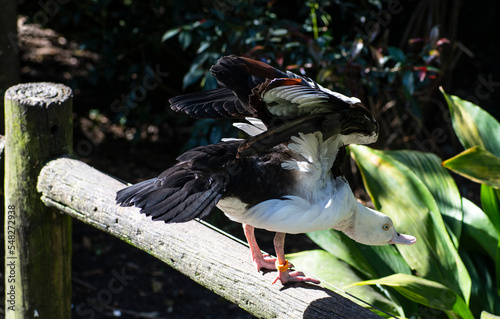 Radjah Shelduck (Radjah radjah) seen in Western Australia at Caversham, near Perth. photo