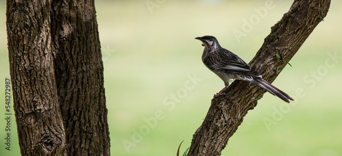 Australian Red Wattlebird (Anthochaera carunculata) at Lake Joondalup, Edgewater, Yellagonga Regional Park, Western Australia