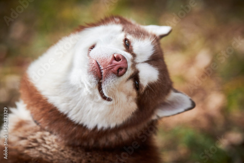 Siberian Husky dog with narrow eyes, funny smiling Husky dog face with laughing eyes, cute excited doggy emotions. Satisfied happy look of red white siberian husky dog, pleased and fun of pet photo