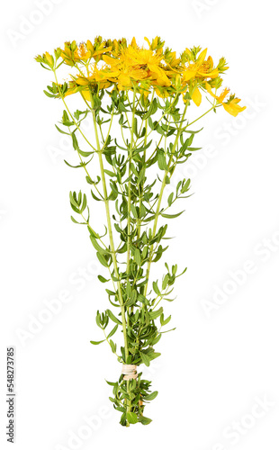 Canvas Print Bundle with St John's wort for medicine, transparent background