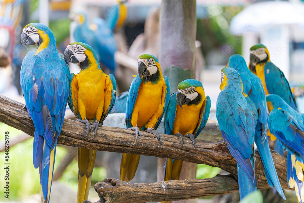Obraz premium Group of colorful macaw on branches