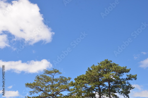 trees, clouds, background, view, sky, horizon, blue