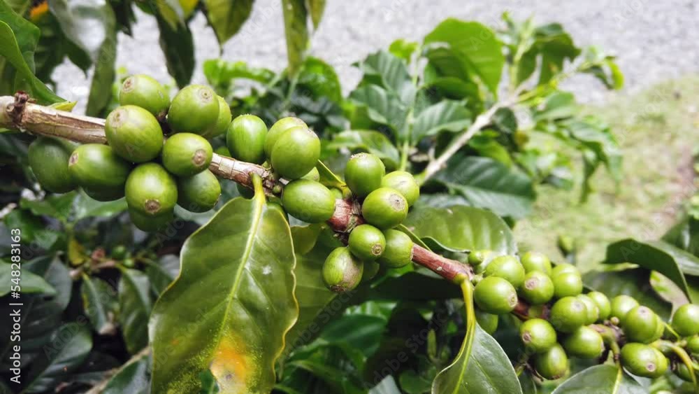 Coffee plant in Colombia, Salento area rich in coffee plantations - Hand collects the ripe red beans and leaves the green ones on the plant during the ripening phase Coffee plant in Colombia, Salento area rich in coffee plantations - Hand collects the ripe red beans and leaves the green ones on the plant during the ripening phase